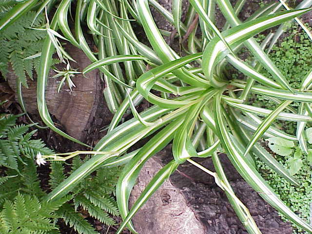 کلروفیتوم ,سنجاقی, برگ گندمی , Ribbon Plant, Airplane Plant, Spider Plant
